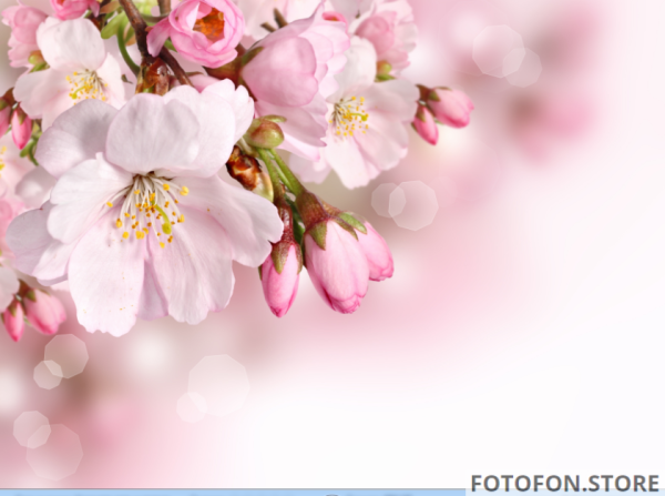 Фотофон рожевий весняний фон