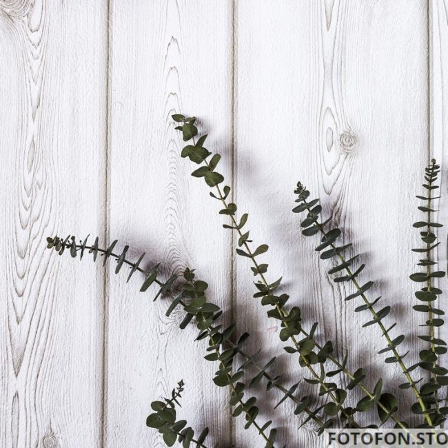 Фотофон вініловий для манікюру гілки евкаліпта на білому дерев'яному фоні