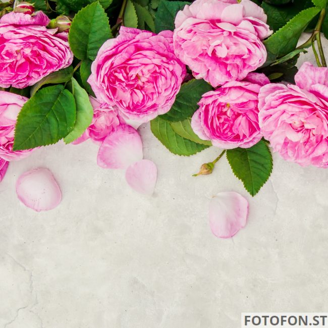 Фотофон вініловий для салонів краси троянди на сірому