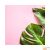 Вініловий фон Beautiful tropical leaves on pink background