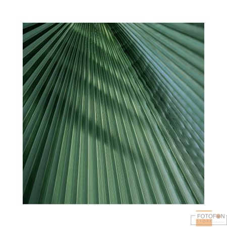 Вініловий фон для студійної фотозйомки Green palm leaf background
