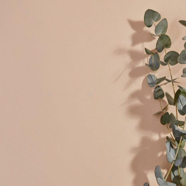 Вініловий фотофон "Eucalipts Shadow on Beige"