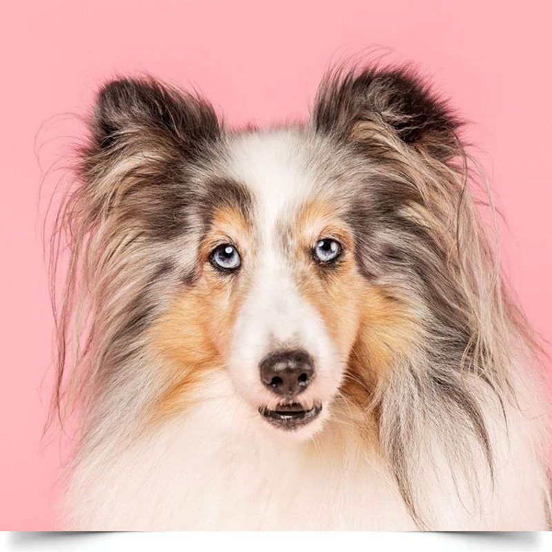 Однотонний вініловий фотофон «Ніжно-рожевий» 2 Однотонний вініловий фотофон «Ніжно-рожевий» - Зображення 2