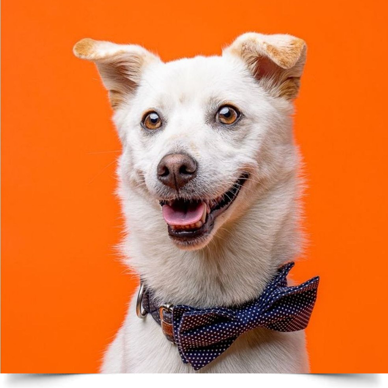 Однотонний вініловий фотофон для тварин колір Помаранчевий 2 Однотонний вініловий фотофон для тварин колір Помаранчевий - Зображення 2