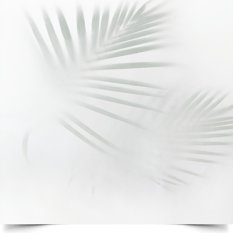 Вініловий фон для фотозйомки «Leaves on White» (тіні пальмового листя) 1 Вініловий фон для фотозйомки «Leaves on White» (тіні пальмового листя)